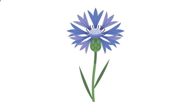 Elegant blue cornflower wildflower on a slender green stem with leaves, isolated on a clean white background.
