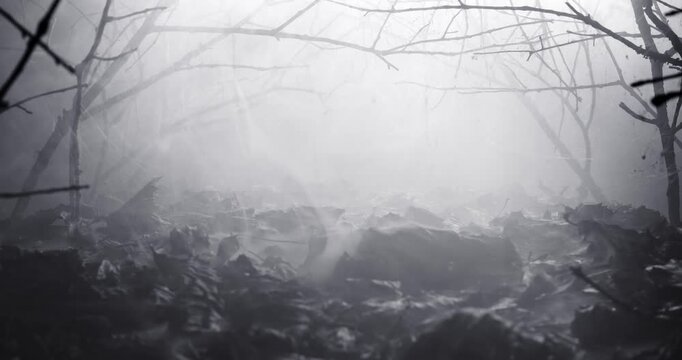 Clearing in the woods with a mysterious fog. Scary wilderness at filled with an eerie mist. Silhouette of bare branches with moonlight shining through the smoke creating a spooky haunted atmosphere.