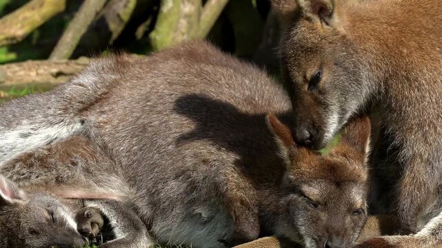 An adult Parma wallaby rests on the grass with a small joey in her pouch while an older offspring affectionately grooms her head. The scene beautifully demonstrates complex family dynamics and care.