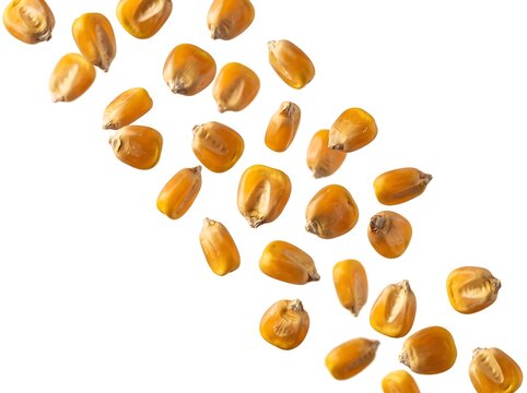 Many corn kernels falling through air on clean white background.