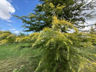 A close-up view of a Golden Deodar Cedar tree (Cedrus deodara 'Aurea') with striking bright golden-yellow needle foliage against a cloudy blue sky on a bright sunny day. © Bediha Duru Öksüz