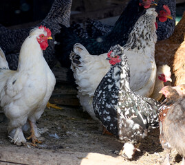 Domestic chickens roaming freely in the yard in the country © Marius Burcea