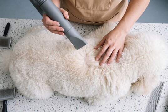 Professional groomer drying fluffy white dog fur with a high velocity blow dryer in a pet salon