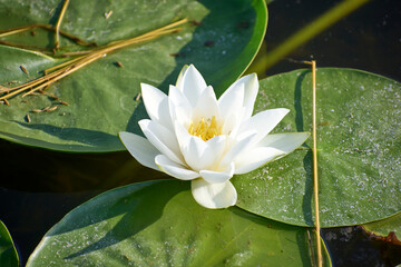 Beautiful white water lilies in summer on the lake in the Neptun resort on the Black Sea © Marius Burcea