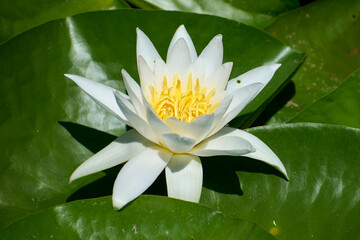 Beautiful white water lilies in summer on the lake in the Neptun resort on the Black Sea © Marius Burcea