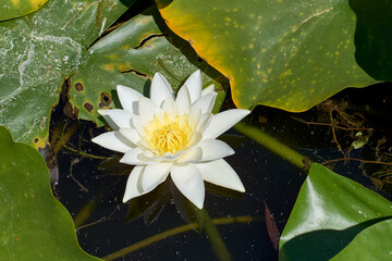 Beautiful white water lilies in summer on the lake in the Neptun resort on the Black Sea © Marius Burcea