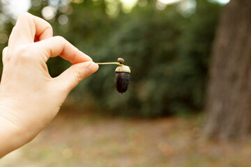 Hand holding single oak acorn against blurred natural background © Iryna Miadzvedzeva