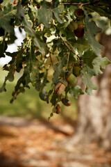 Oak tree branch with ripe acorns during early autumn season © Iryna Miadzvedzeva