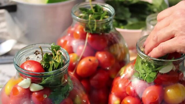 tomatoes packed into glass jars during homemade food preservation. Preparation of vegetables for traditional canning. Hands add fresh herbs and garlic to jars filled with ripe tomatoes for preserving.