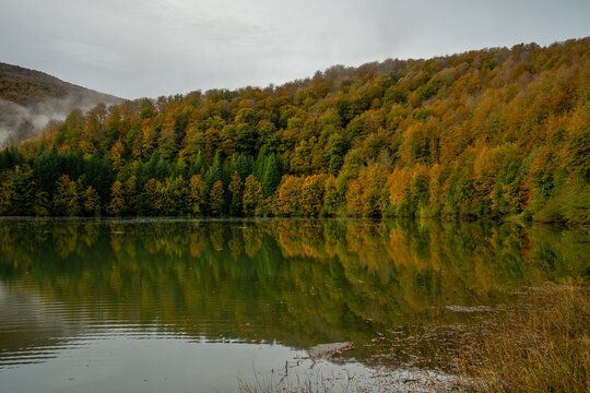 Selva de Irati 