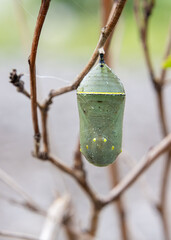 monarch butterfly jade colored Chrysalis golden thread details closeup front view © SurfyArt