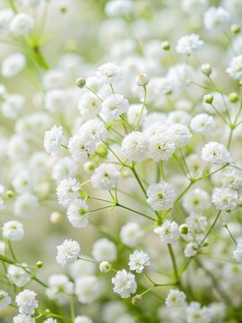 Dense cluster of white Gypsophila flowers with delicate petals and a sweet fragrance