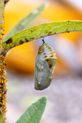 monarch butterfly jade colored Chrysalis golden thread details closeup middle stage aphids water dew drops droplets opening soon orange © SurfyArt