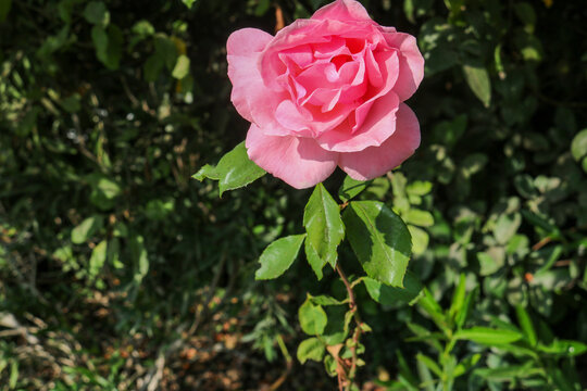 Pink Rose Bloom in Santiago
