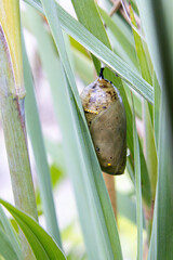 monarch butterfly smoky jade colored Chrysalis golden thread details closeup middle stage dew in grass wings outlines see-through © SurfyArt