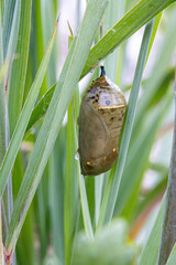 monarch butterfly smoky jade colored Chrysalis golden thread details closeup middle stage dew in grass wings outlines see-through © SurfyArt