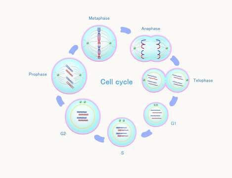 Cell cycle: Figure at each phase  