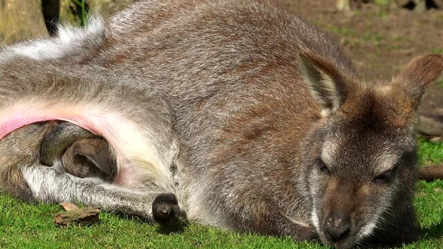 A resting Parma wallaby lies on green grass with her pouch expanded, revealing a restless joey kicking vigorously inside. The footage captures the fascinating biological process of marsupial growth.