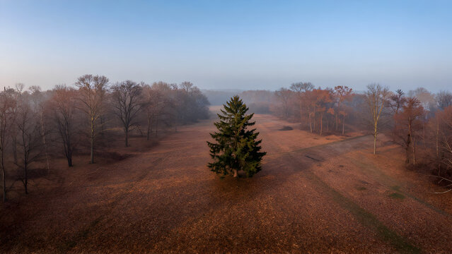 Lone pine tree in a misty autumn forest landscape