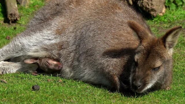 A resting female Parma wallaby is lying on bright green grass as her very small, young joey peers cautiously out from the safety of her pouch. The scene captures the early stages of marsupial life.