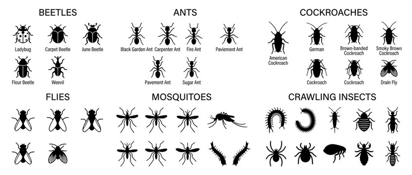 Collection of insect icons and silhouettes on transparent background