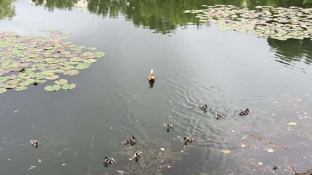 Adult ruddy shelduck pair (Tadorna Ferruginea) swimming with small fluffy ducklings on calm lake water surface near green water lily pads.