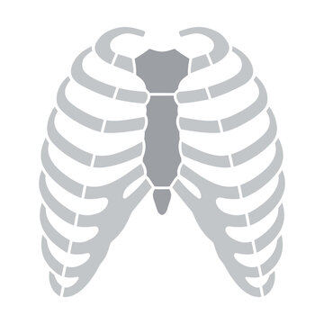 Human Rib Cage Anatomy Illustration - Medical Science Graphic