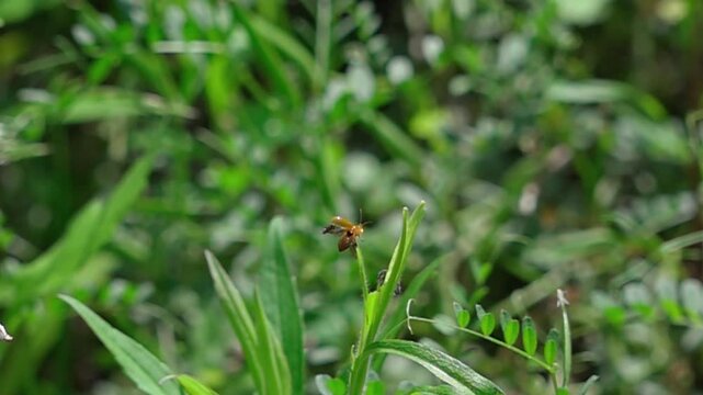 Super slow motion of leaf beetle opening wings and taking flight from grass tip
