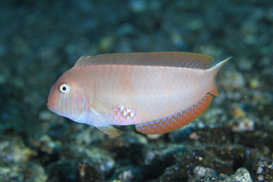 Pearly razorfish swimming over rocky seabed underwater macro