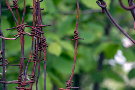 Weathered Barbed Wire Strands Against Green Foliage