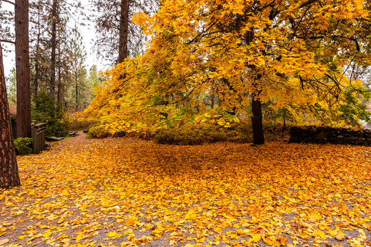 Bright autumn colors in the city park