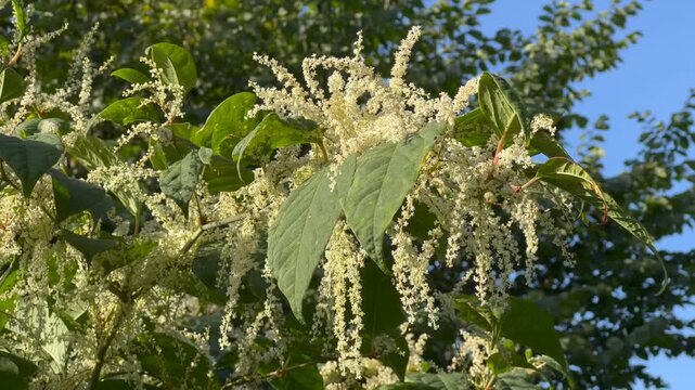 Flowering Japanese Knotweed (Fallopia japonica) an invasive plant in Abbek&aring;s, Skurup community, Scania, Sweden, Scandinavia