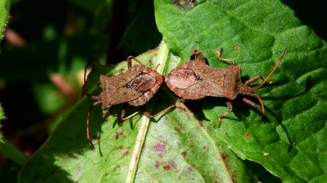 Dock Leaf Bug, Dock Bug (Coreus marginatus), courtship and copulation time