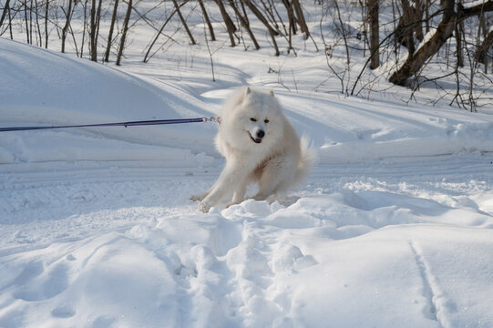 A Samoyed dog resists and pulls on the leash during a winter walk.