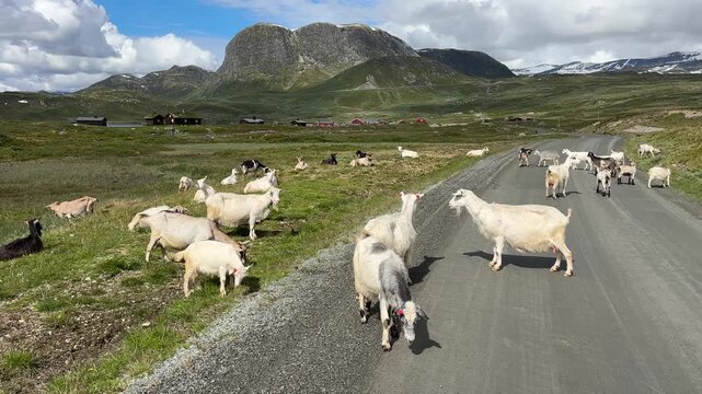 Goats on a road in front of a green, mountainous landscape, Jotunheimvegen, Mjolkevegen, Jotunheimen, Norway