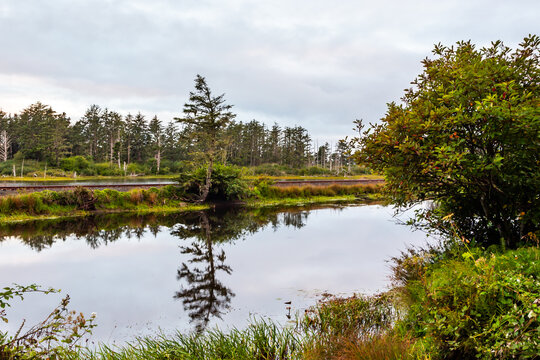Pine tree at railway reflected in the lake