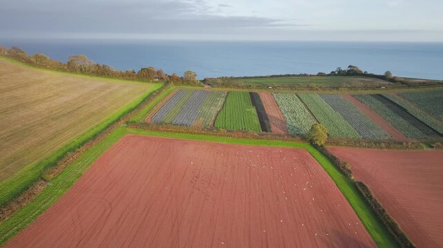 Gulls in fly over autumn Fields and Farms from a drone, Sheldon, Devon, England, United Kingdom