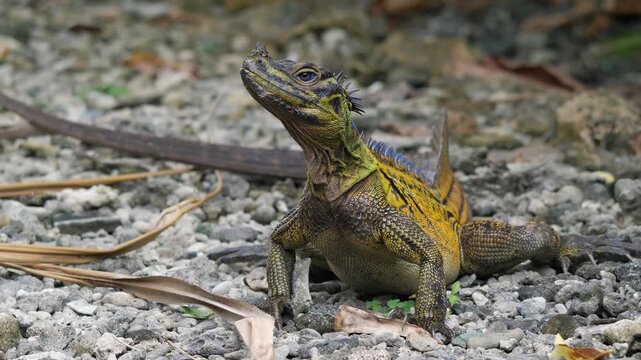 Philippine sailfin lizard (Hydrosaurus pustulatus), Bohol, Philippines