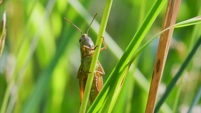 Meadow Grasshopper (Chorthippus parallelus), Grasshopper, Devon, England, United Kingdom