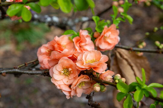 Chaenomeles x superba 'Cameo' in Springtime in New Zealand. Cameo flowering quince.
