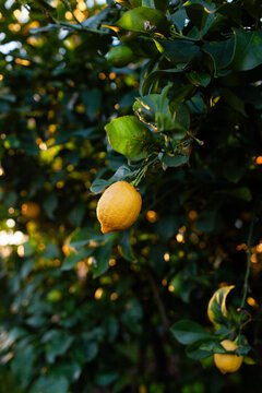 Ripe lemon on tree in backyard with dark leafy background at sunset