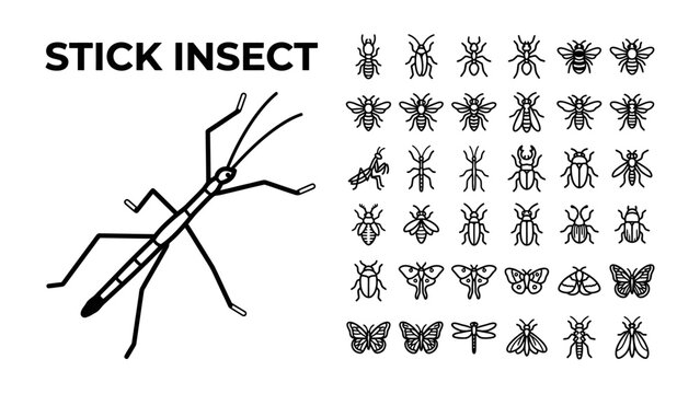 Stick Insect and Assorted Insects Collection: A detailed illustration of a stick insect alongside a collection of various insect icons, representing biodiversity and entomology.