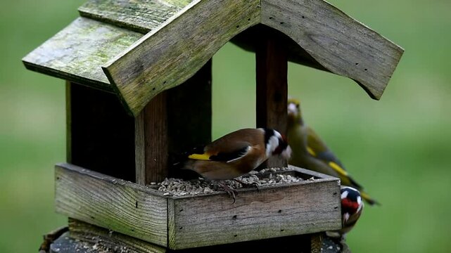 Goldfinches, goldfinches (Carduelis carduelis) eat sunflower seeds at the birdhouse
