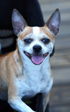 portrait of a dog. Sony A7R5. 24-70gm