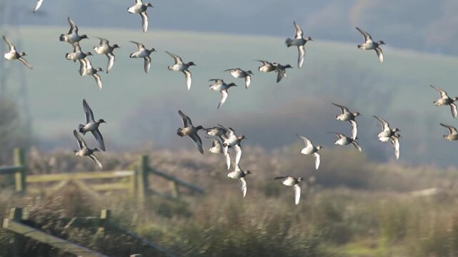 Eurasian Wigeon, Mareca penelope, birds in flight over winter marshes