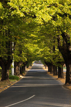 A quiet tree lined road during autumn in the rural town of Bright