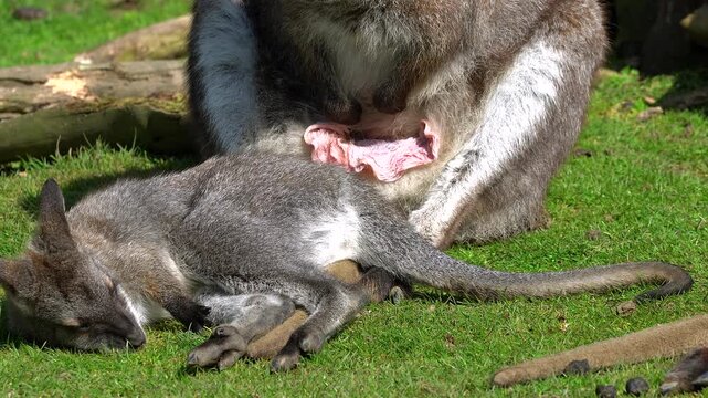 A female Parma wallaby sits on the grass meticulously cleaning the pink interior of her pouch while her older joey sleeps peacefully on the ground beside her, highlighting vital hygiene practices.