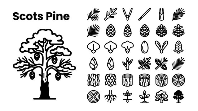 Scots Pine Elements Collection: A stylized illustration of a Scots Pine tree alongside a collection of iconographic elements representing its various parts, including cones, needles, bark, and roots.