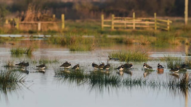 Northern Lapwing, Vanellus vanellus, birds on marshes at winter