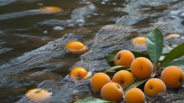 水辺に落ちた枇杷を洗う流れ シームレスループ動画背景 16:9 4K